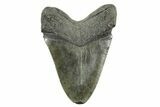 Fossil Megalodon Tooth - South Carolina #365771-1
